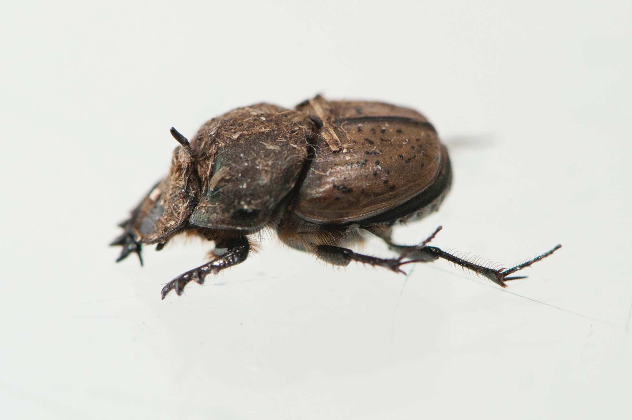 New species of dung beetle to be released in Great Southern, WA - ABC News