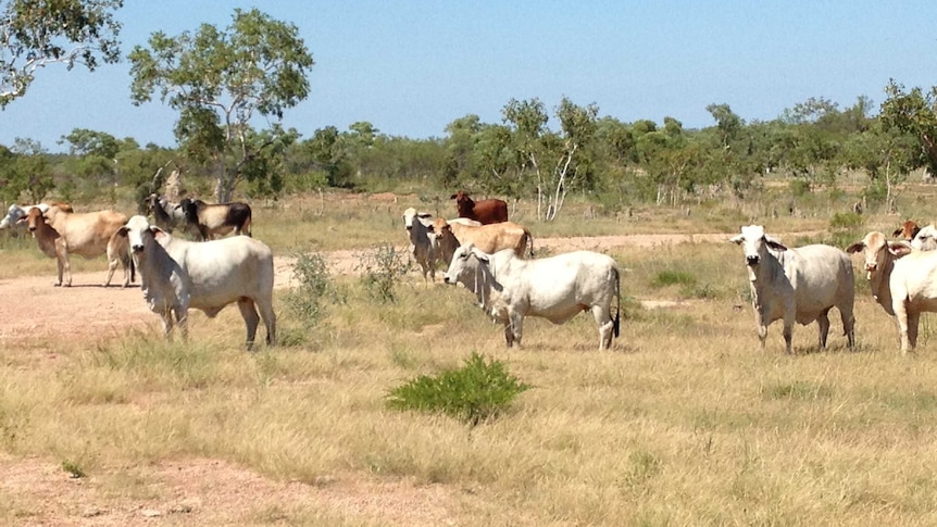 Shrubs could provide sustainable grazing solution