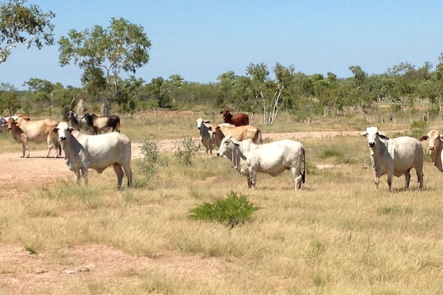 Cattle grazing in the Northern Territory