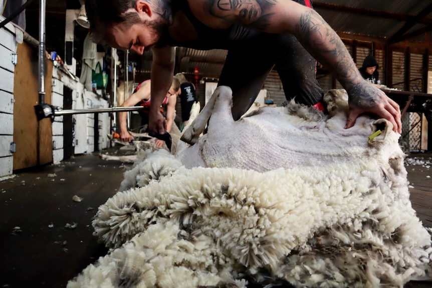 Young shearer at work in the sheds, shearing sheep.