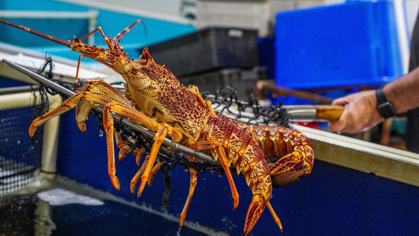 Colourful lobster held in a net over fish tanks.