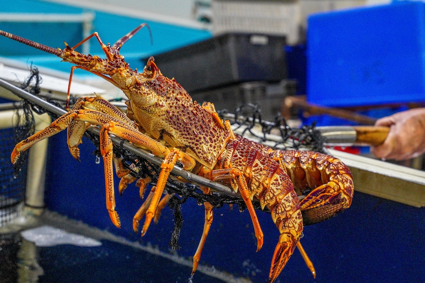 Colourful lobster held in a net over fish tanks.