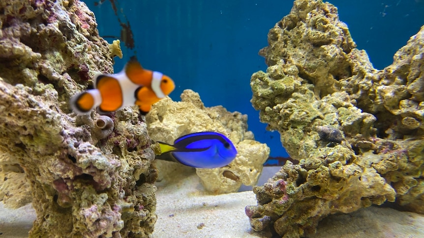 Clownfish and Blue Tang swimming in a tank at the Boyne Island Environmental Education Centre