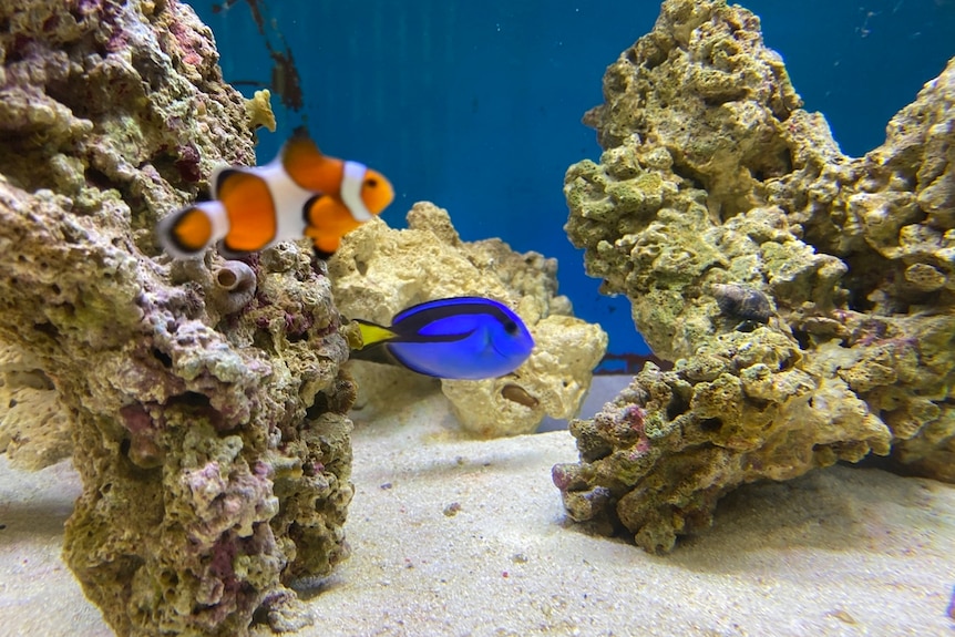 Clownfish and Blue Tang swimming in a tank at the Boyne Island Environmental Education Centre