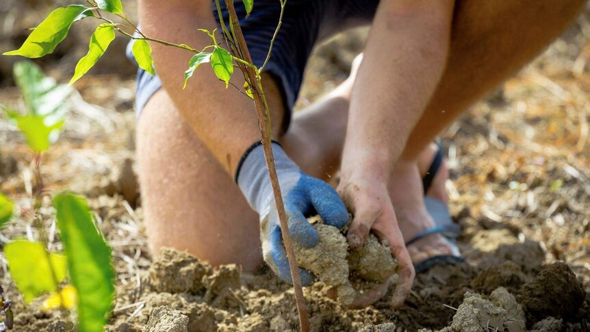 Close-up of person planting a sapling in the ground.