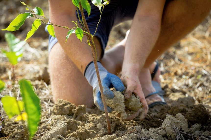 Close-up of person planting a sapling in the ground.