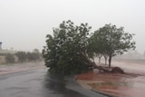 A tree is uprooted in South Hedland