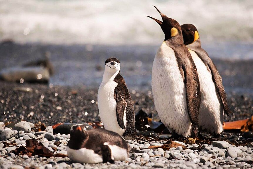 Chinstrap penguin on Macquarie Island with local kings and a gentoo penguins.