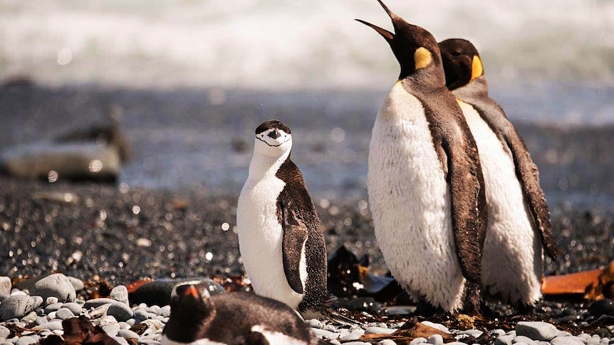 Chinstrap penguin on Macquarie Island with local kings and a gentoo penguins.