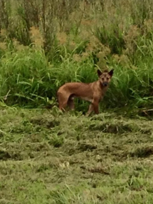 A skinny reddish brown dog stands in long grass looking towards the camera.
