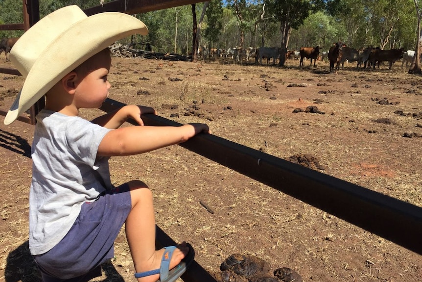 A young boy wears a hat and leans against a fence with cows behind.