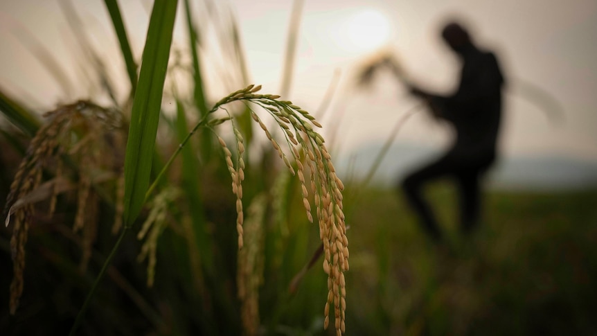 Индия ограничивает экспорт риса, чтобы успокоить внутренний рынок, и ожидается, что мировые цены вырастут.