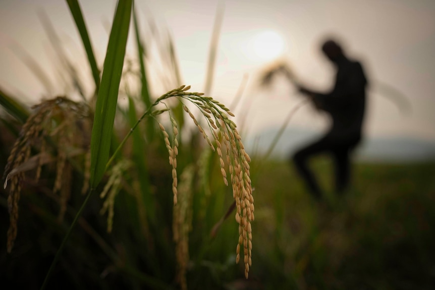 A farmer harvests rice crop in a paddy field on the outskirts of Guwahati, India.
