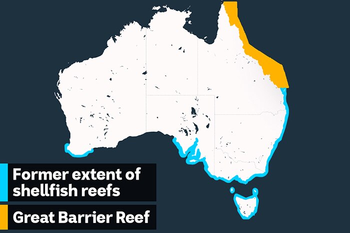 A map showing how shellfish reefs used to stretch along the south and east coasts of Australia.