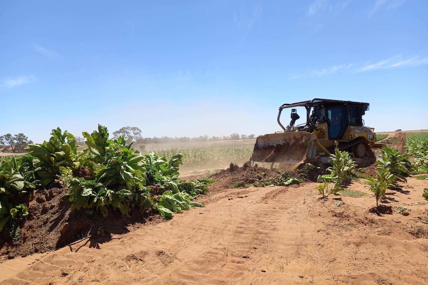 a bulldozer is used to destroy a tobacco crop growing on a rural property