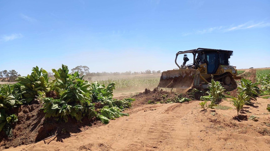 A bulldozer being used to destroy a tobacco crop growing on a rural property.