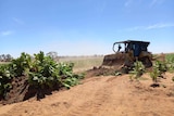 A bulldozer being used to destroy a tobacco crop growing on a rural property.