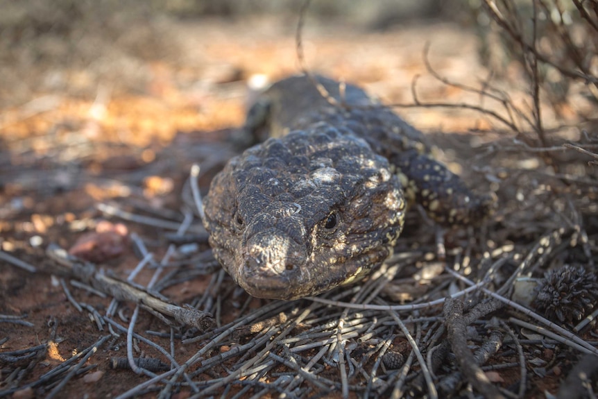 Sleepy Lizard