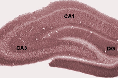 Hippocampus cross section.