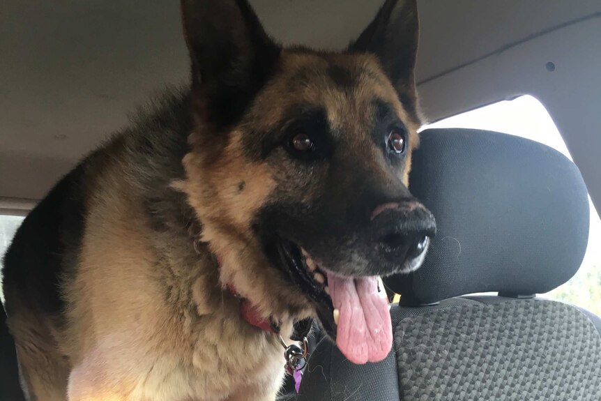 Jack the rescued dog in the car