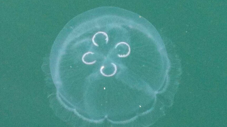 Aurelia or Moon jellyfish