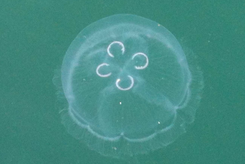 Aurelia or Moon jellyfish