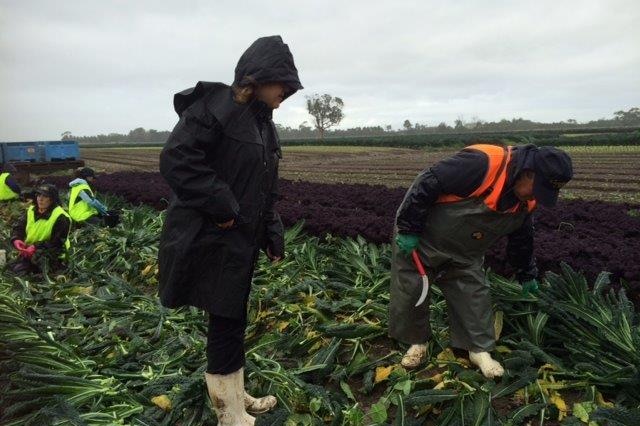 Deborah Corrigan checking her kale on her farm