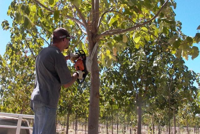 A man using a small chainsaw to trim branches on a paulownia tree