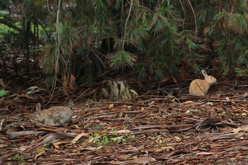 Rabbits at ANU 4