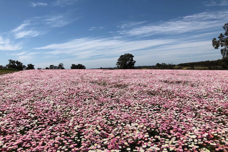 A field of flowers