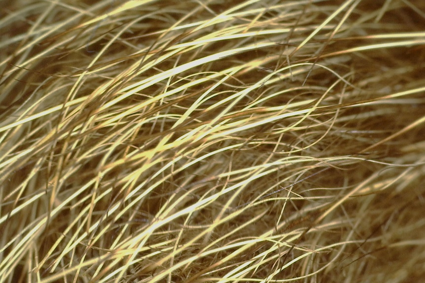 extreme close-up of fibrous golden hair