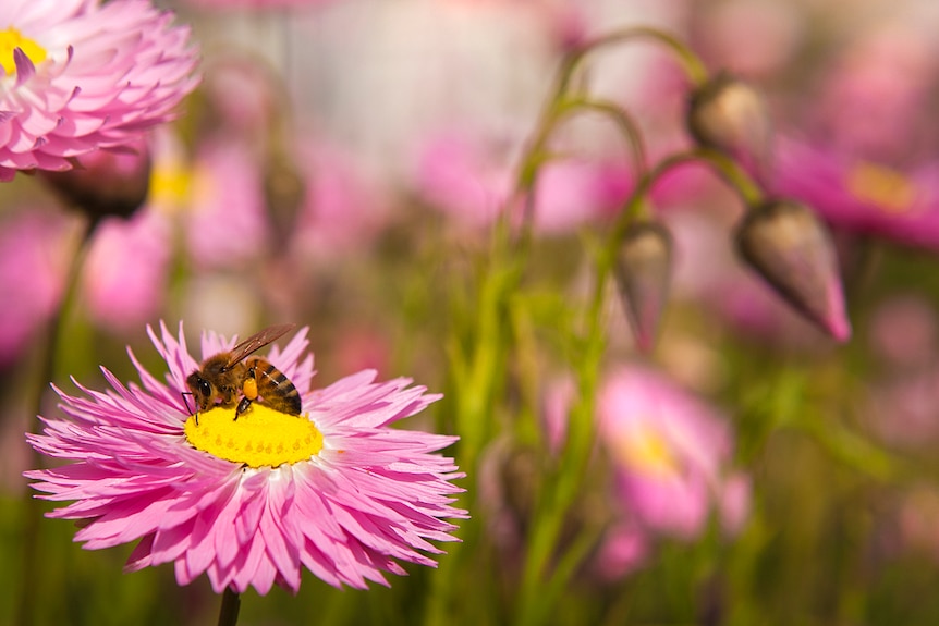 A bee carries pollen from flower to flower in a garden