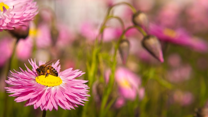 A bee carries pollen from flower to flower in a garden.