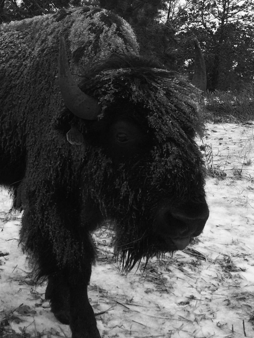 A bison in the snow