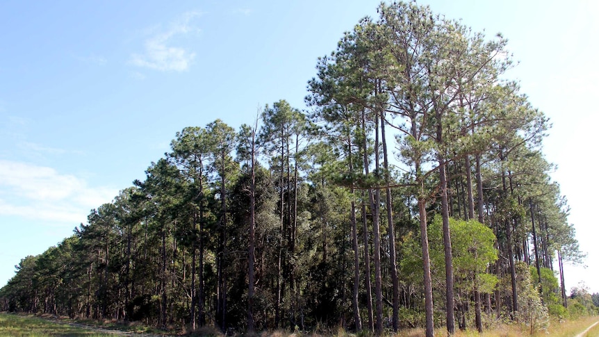 Timber plantation.