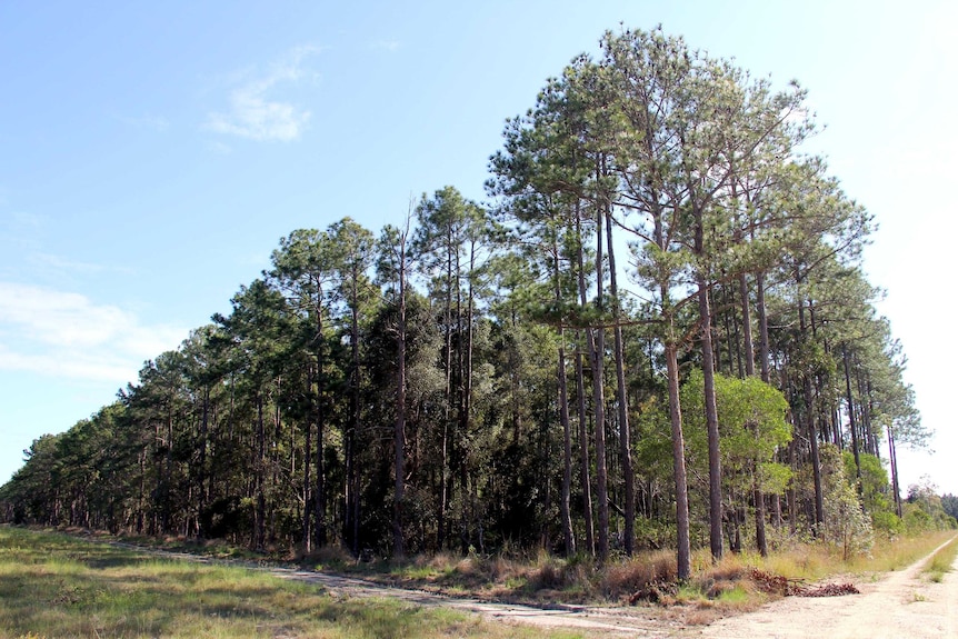 The edge of a timber plantation.