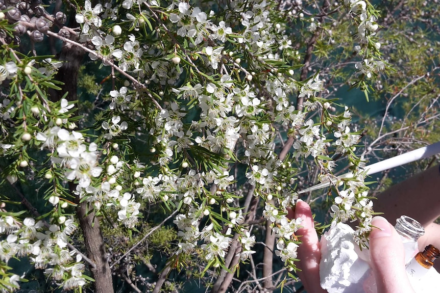 Sample being taken from a Leptospermum tree.
