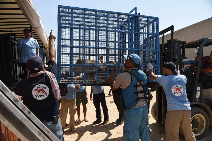 A team of rescue workers carry injured animals trapped in a building out in a cage.