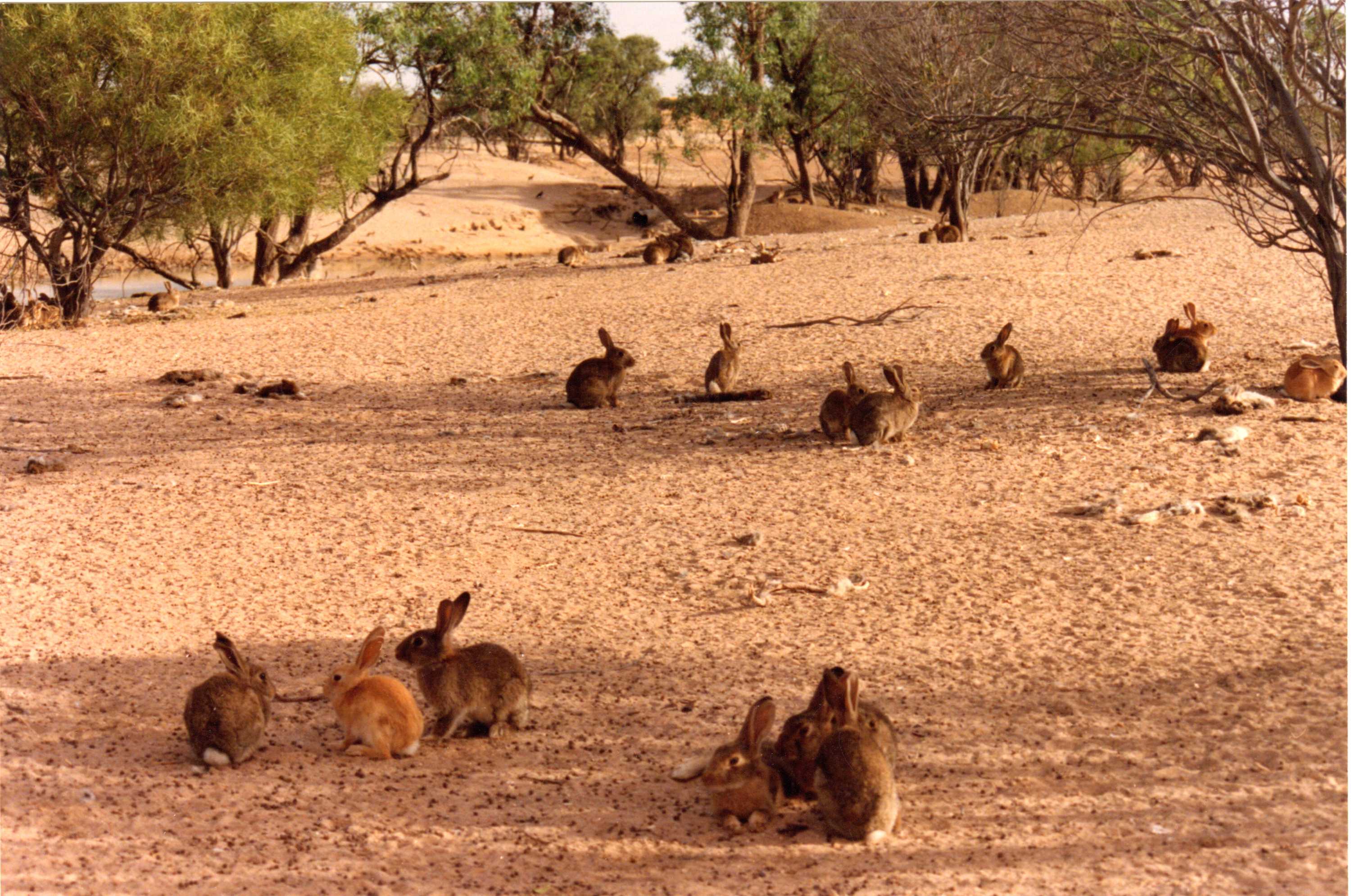 Feral rabbit population 'surge' predicted across Australia thanks to La