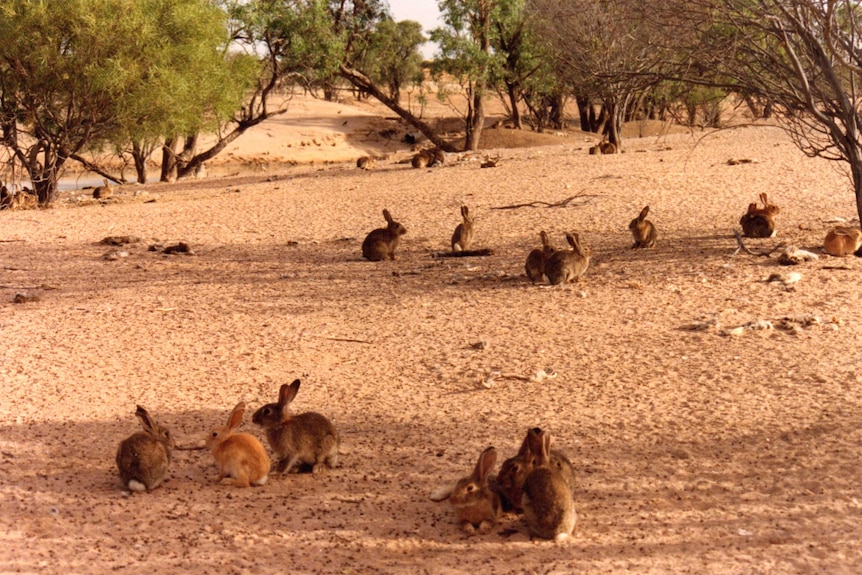 Lots of brown-coloured rabbits sit on dirt under small trees near a creek.