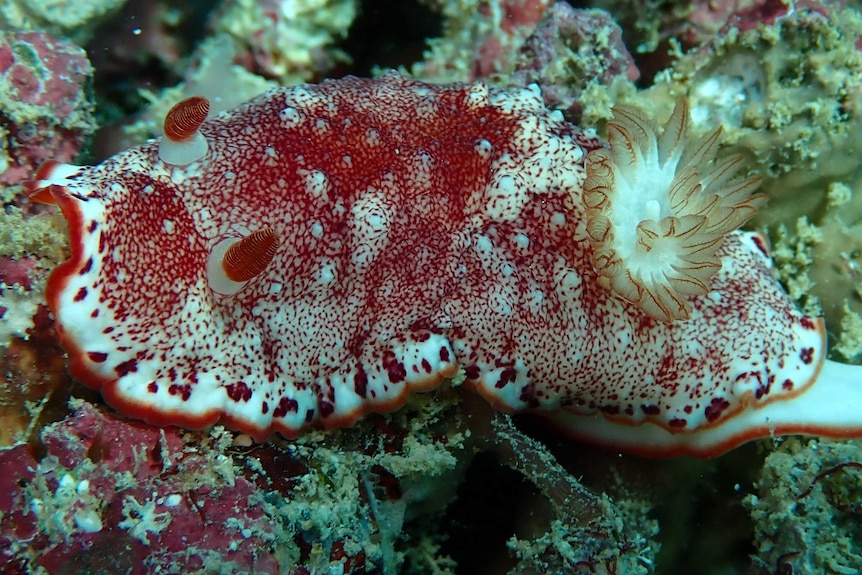 A red, frilly sea slug seen underwater.