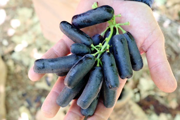 A bunch of unusual oblong-shaped black grapes are held in someone's hand.