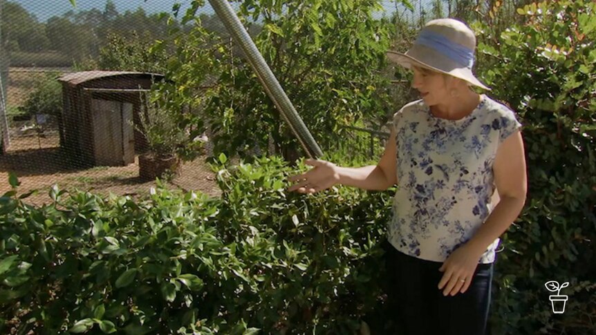 Woman in hat gesturing to garden hedge behind her