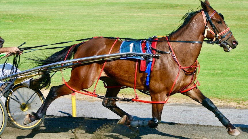 a brown horse wearing a blue sash and harness pulling a cart with a rider in it along a dirt race track