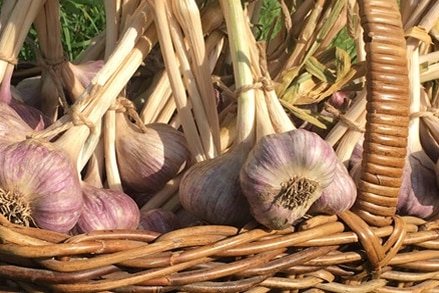 A cane basket full of fresh garlic bulbs