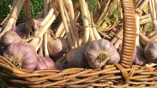 A cane basket full of fresh garlic bulbs