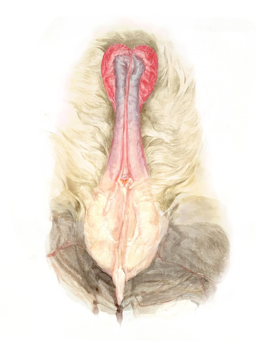 An illustration of a bat penis, showing its heart-shaped head