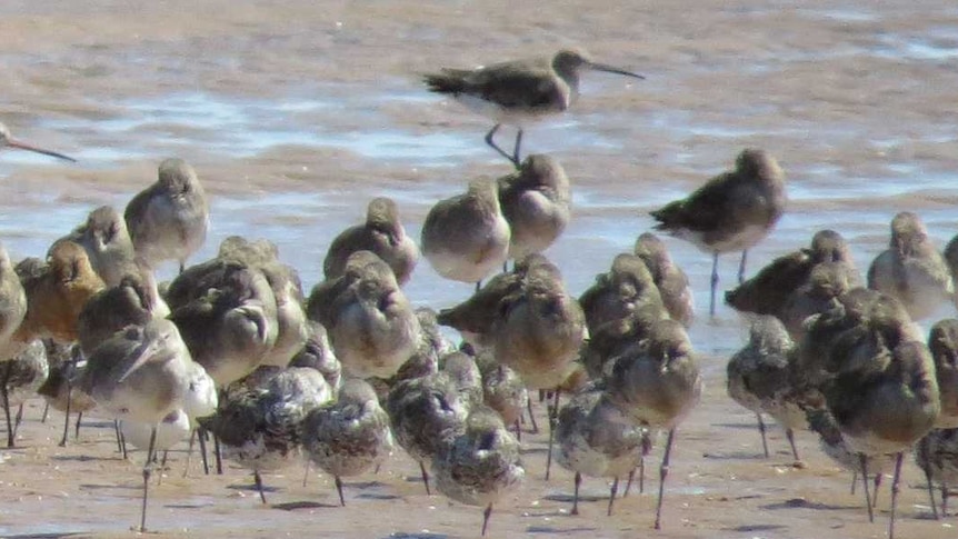 A large collection of birds rest of the sand on a beach.