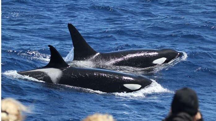 Bec Wellard is studying the acoustics of killer whales in Australian waters