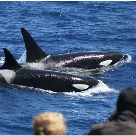 Bec Wellard is studying the acoustics of killer whales in Australian waters